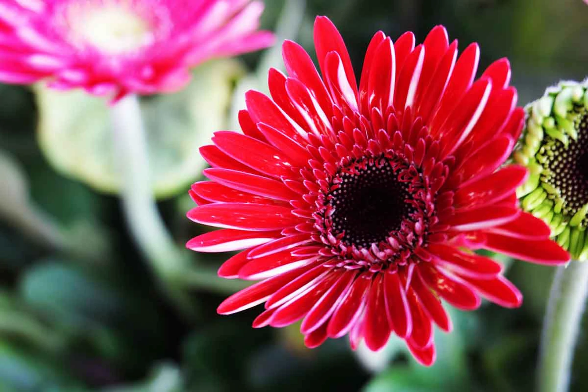 Die 10 langlebigsten Blumen für die Vase. Expertenbewertung