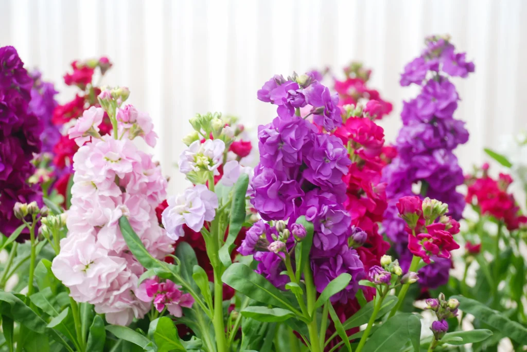 Die 10 langlebigsten Blumen für die Vase. Expertenbewertung