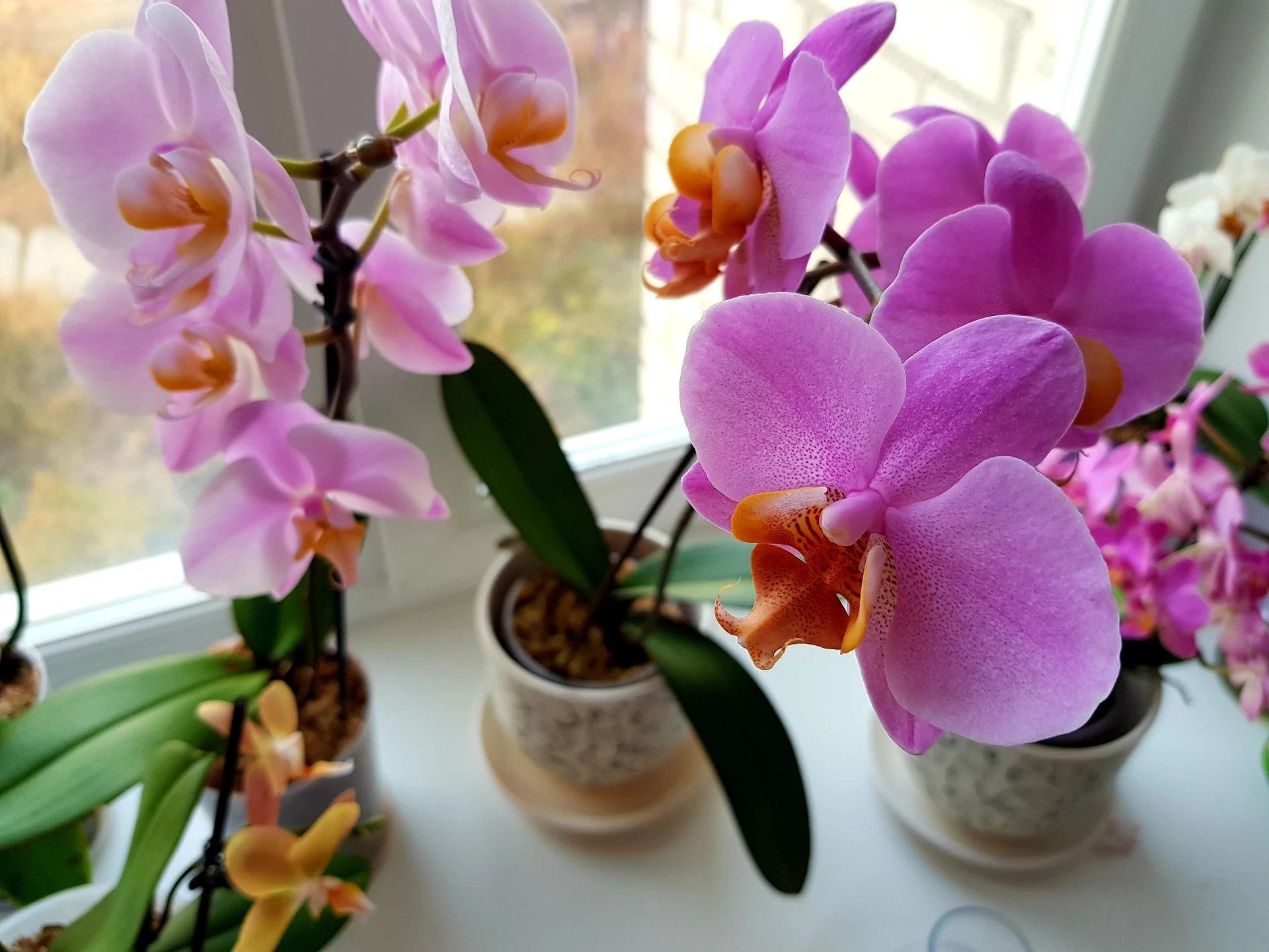 Womit sollte man Orchideen im Herbst gießen? So ändern sich ihre Bedürfnisse
