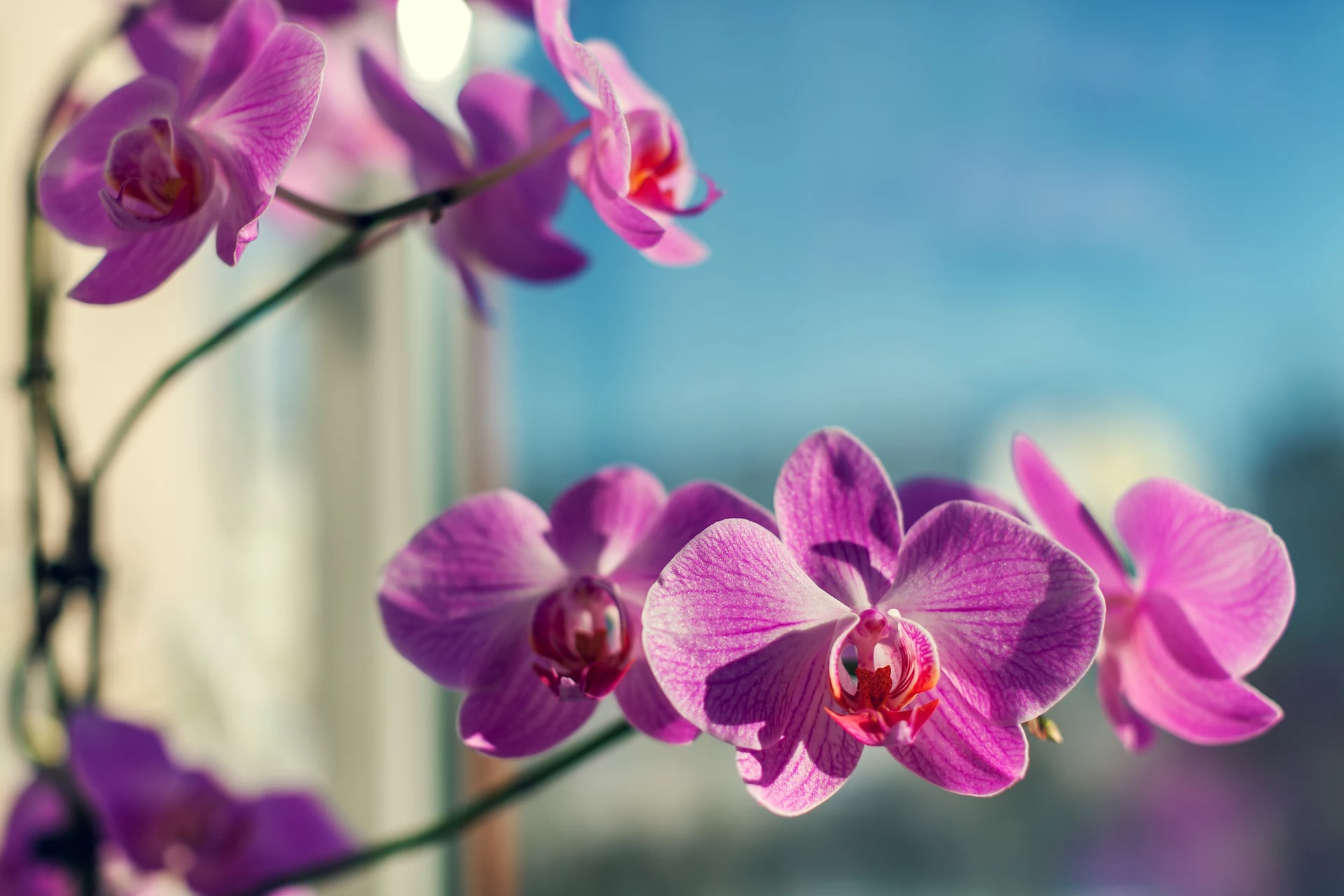 Womit sollte man Orchideen im Herbst gießen? So ändern sich ihre Bedürfnisse