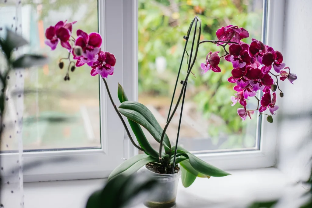 Womit sollte man Orchideen im Herbst gießen? So ändern sich ihre Bedürfnisse
