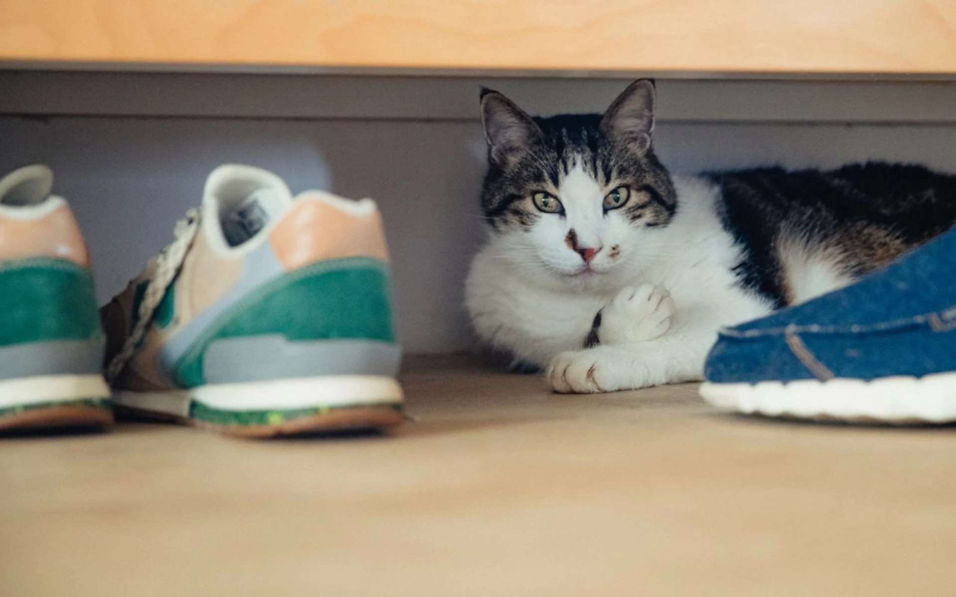 Die Katze schmiegt sich an Ihre Schuhe? Der Grund dafür wird Sie überraschen