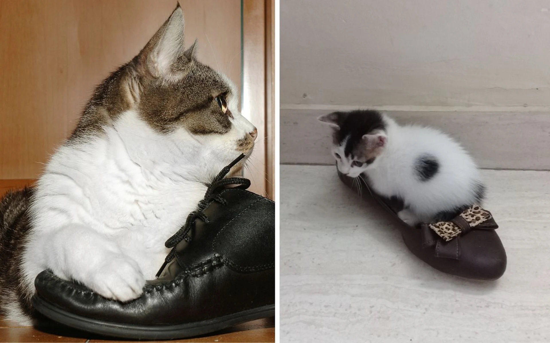 Die Katze schmiegt sich an Ihre Schuhe? Der Grund dafür wird Sie überraschen