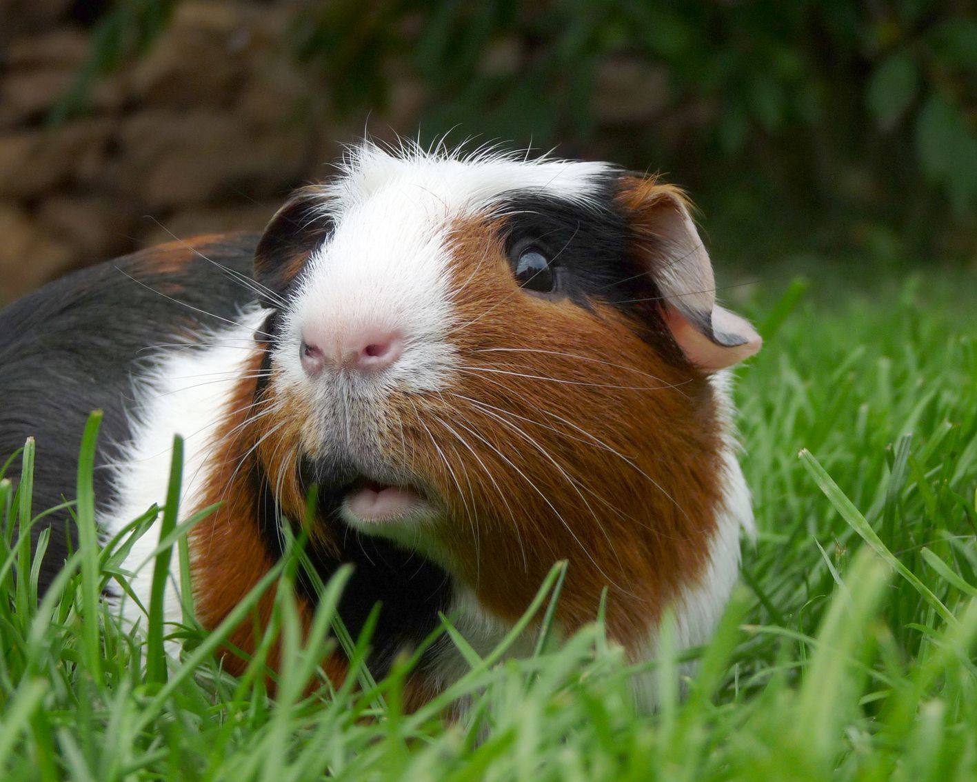 Warum wird das „Meerschweinchen“ als Meerschweinchen bezeichnet, wenn es weder ein Schwein noch ein Meerestier ist?