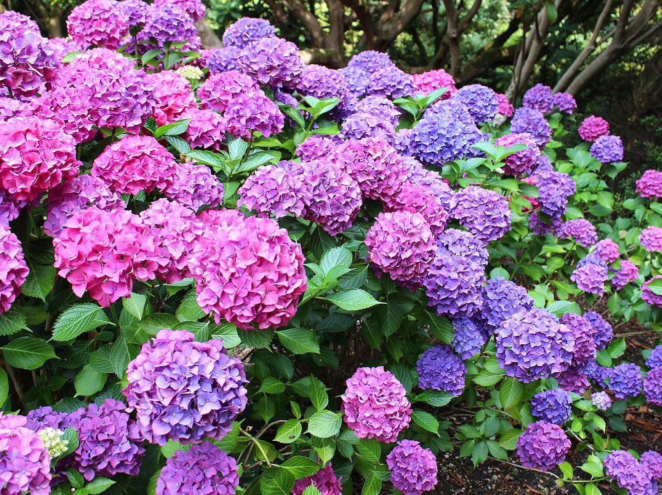 Nehmen Sie eine Schaufel und häufen Sie kleine Hügel um die Hortensien herum auf. Dieser Trick aus den botanischen Gärten sorgt dafür, dass die Hortensien im nächsten Jahr riesige Blüten bilden.