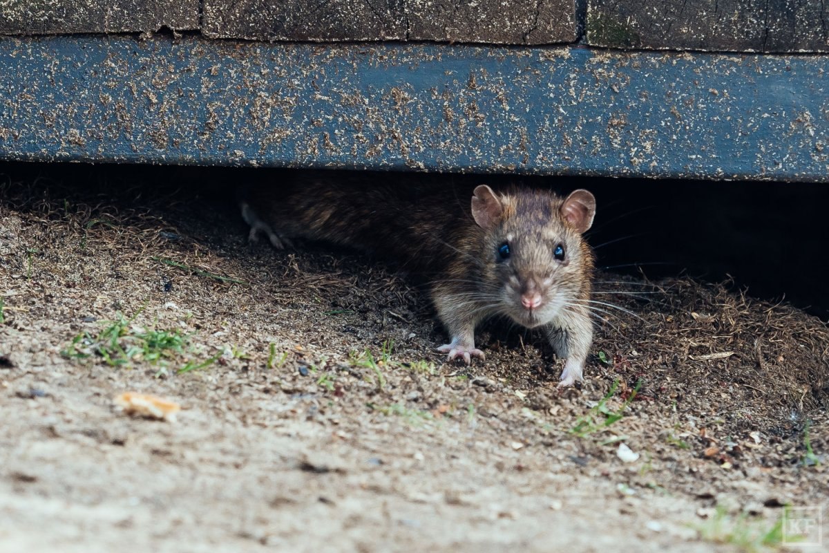 Die Rattenapokalypse in den Städten. Was steckt hinter dem starken Anstieg der Population dieser Tiere? Überraschende Gründe
