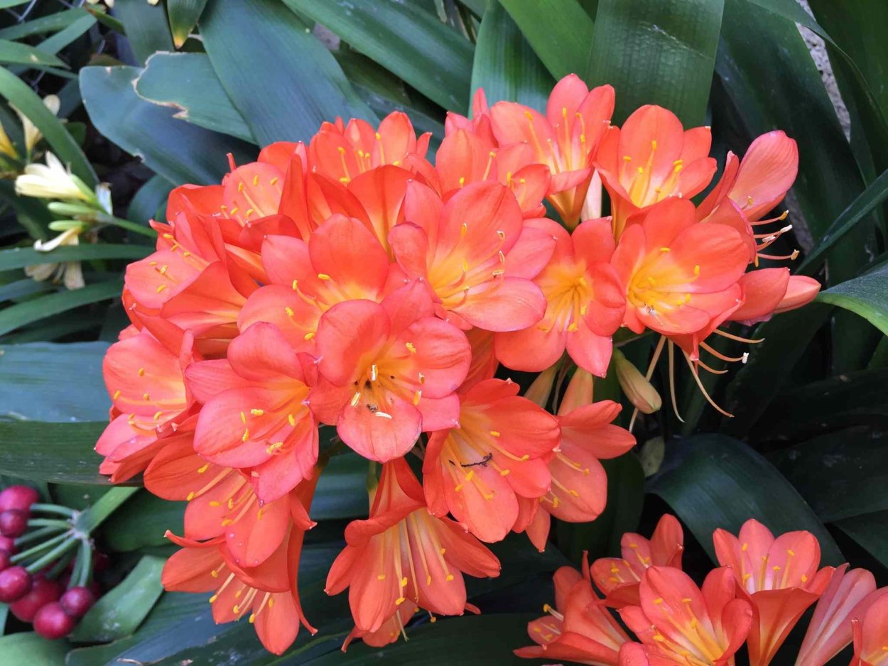 Noch schöner als Orchideen und dazu noch wunderbar duftend. Stellen Sie sie auf die Fensterbank