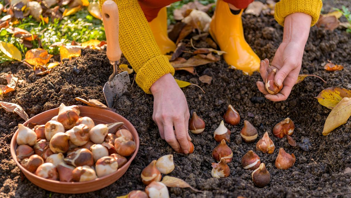 Verpassen Sie nicht den richtigen Zeitpunkt für das Pflanzen von Tulpen. Sonst bleibt Ihr Garten leer