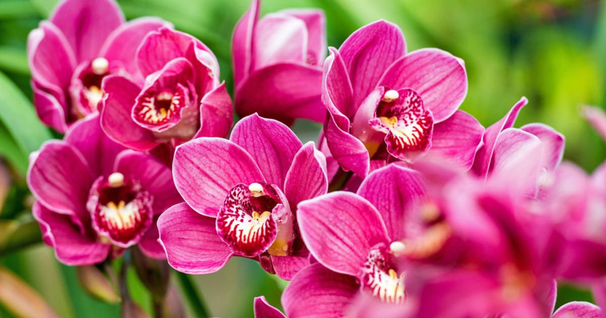 Lieben Sie Orchideen? Vermeiden Sie diese Fehler, und sie werden wie verzaubert blühen