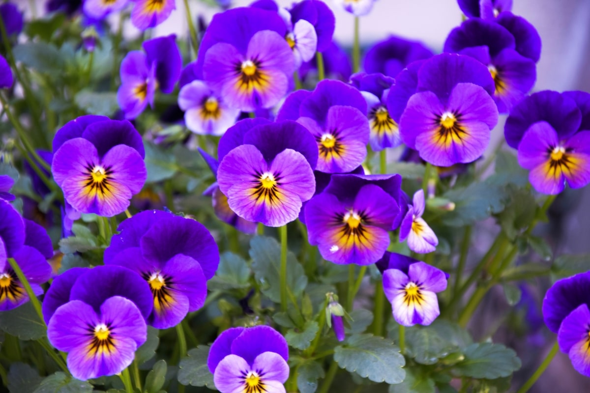 Pflanzen Sie diese Blume, die zur „Pflanze des Jahrhunderts” gekürt wurde, im September, um ohne großen Aufwand einen atemberaubenden Garten zu schaffen.