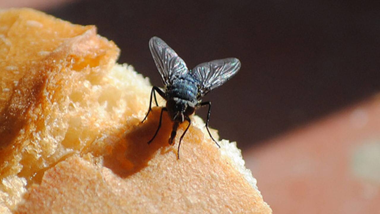 Ein natürliches Mittel gegen Fliegen, wenn Sie im Freien essen: schnell, sauber und ohne starke Gerüche