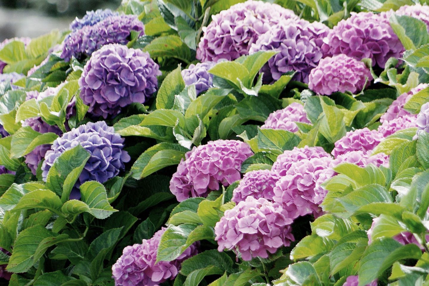 Wann und warum sollten Hortensien nach der Blüte zurückgeschnitten werden?