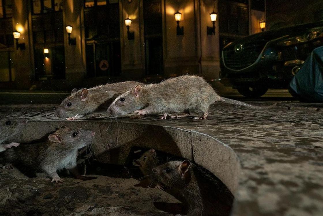 Die Rattenapokalypse in den Städten. Was steckt hinter dem starken Anstieg der Population dieser Tiere? Überraschende Gründe