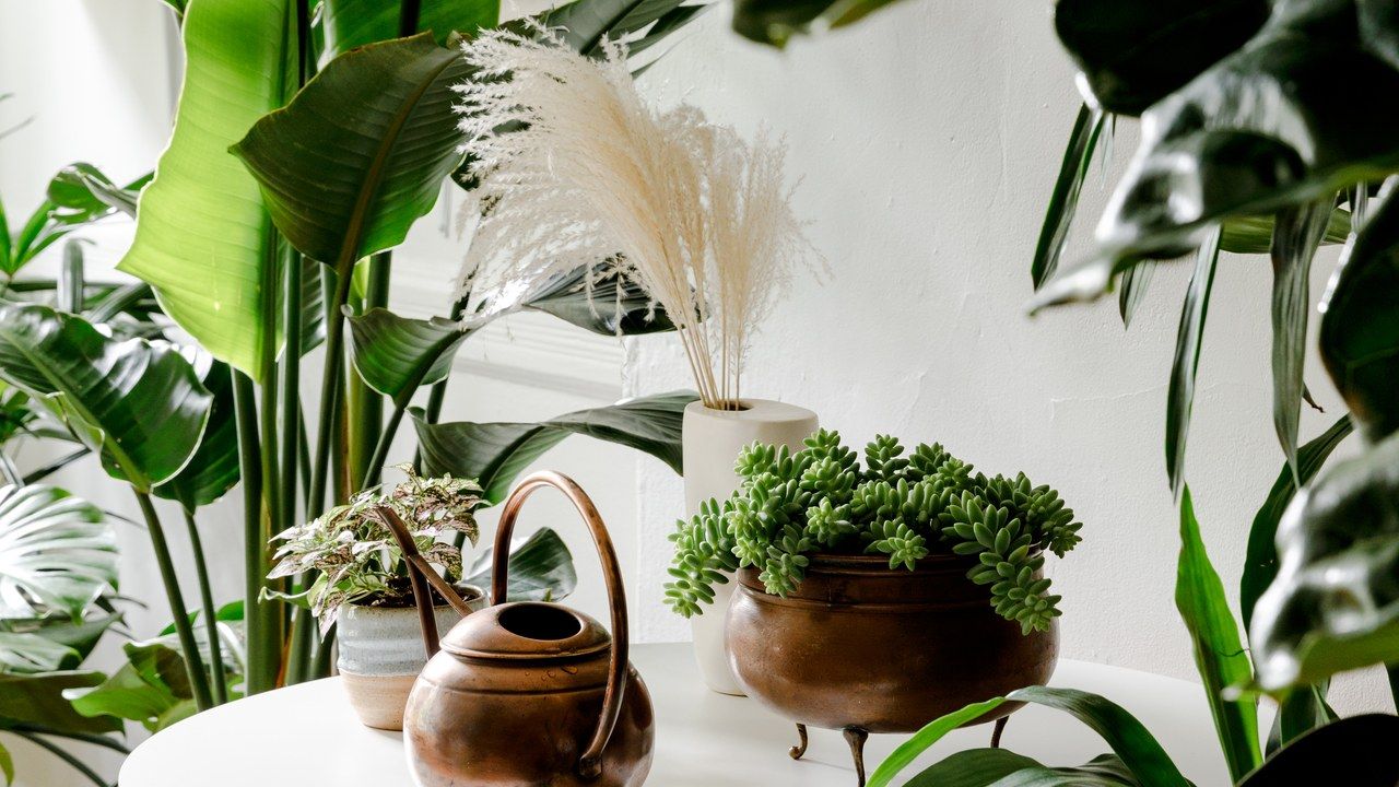 Denken Sie nicht einmal daran, diese Pflanze in Ihrem Zuhause aufzustellen: Sie zieht Einsamkeit und Unglück an, und Feng Shui bestätigt dies.
