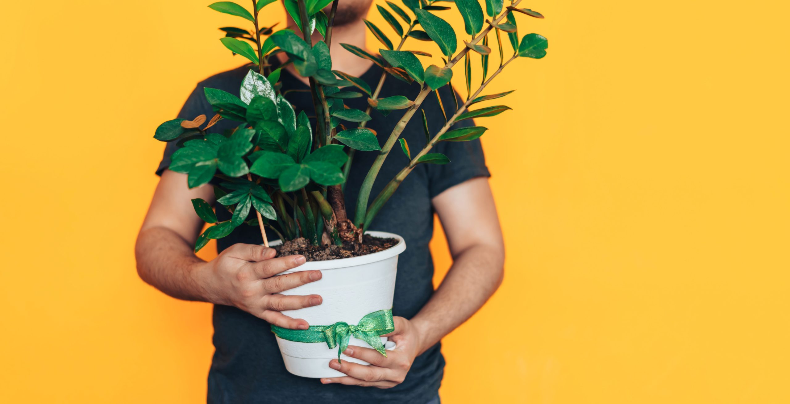Mein Zamioculcas sieht immer toll aus. Ich verwende nur eine Zutat