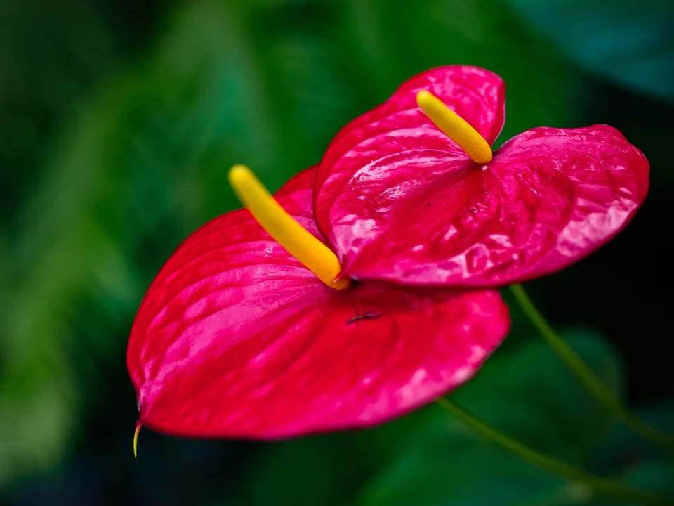 Stellen Sie diesen Dünger aus Küchenabfällen her, und Ihr Anthurium wird im Handumdrehen blühen