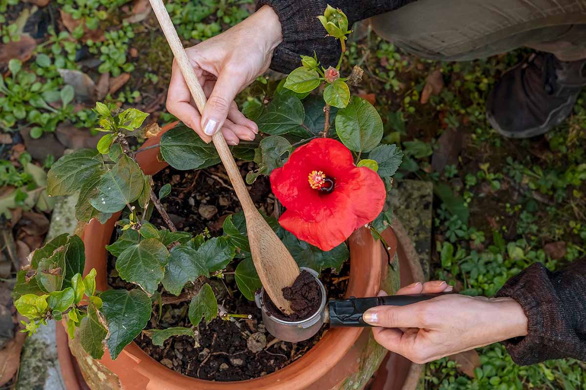Wirksame natürliche Methoden zur Bekämpfung von Schnecken im Herbstgarten