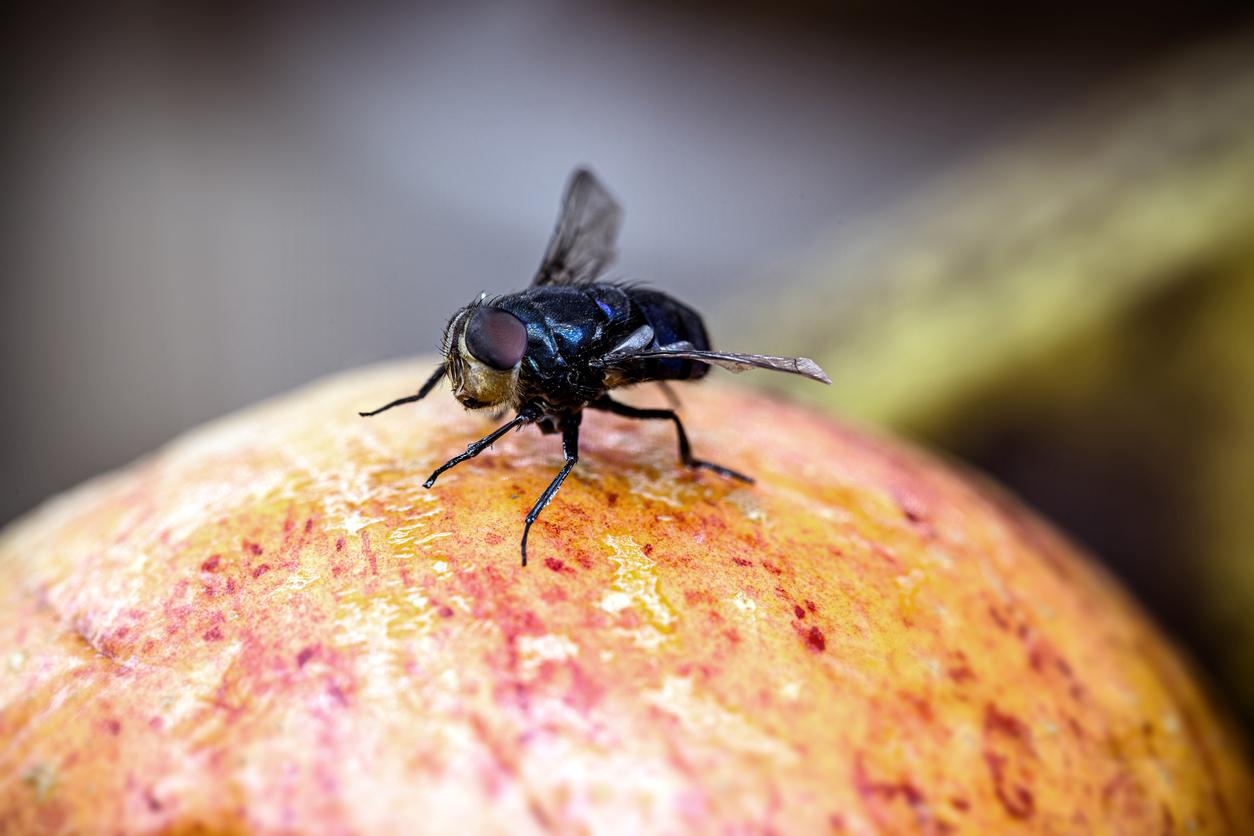 Ein natürliches Mittel gegen Fliegen, wenn Sie im Freien essen: schnell, sauber und ohne starke Gerüche