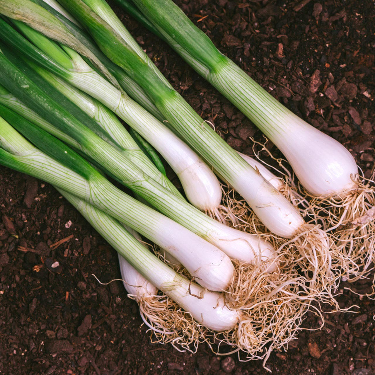 Eine wenig bekannte Methode, um hohen, zarten und perfekt weißen Herbstlauch zu erhalten