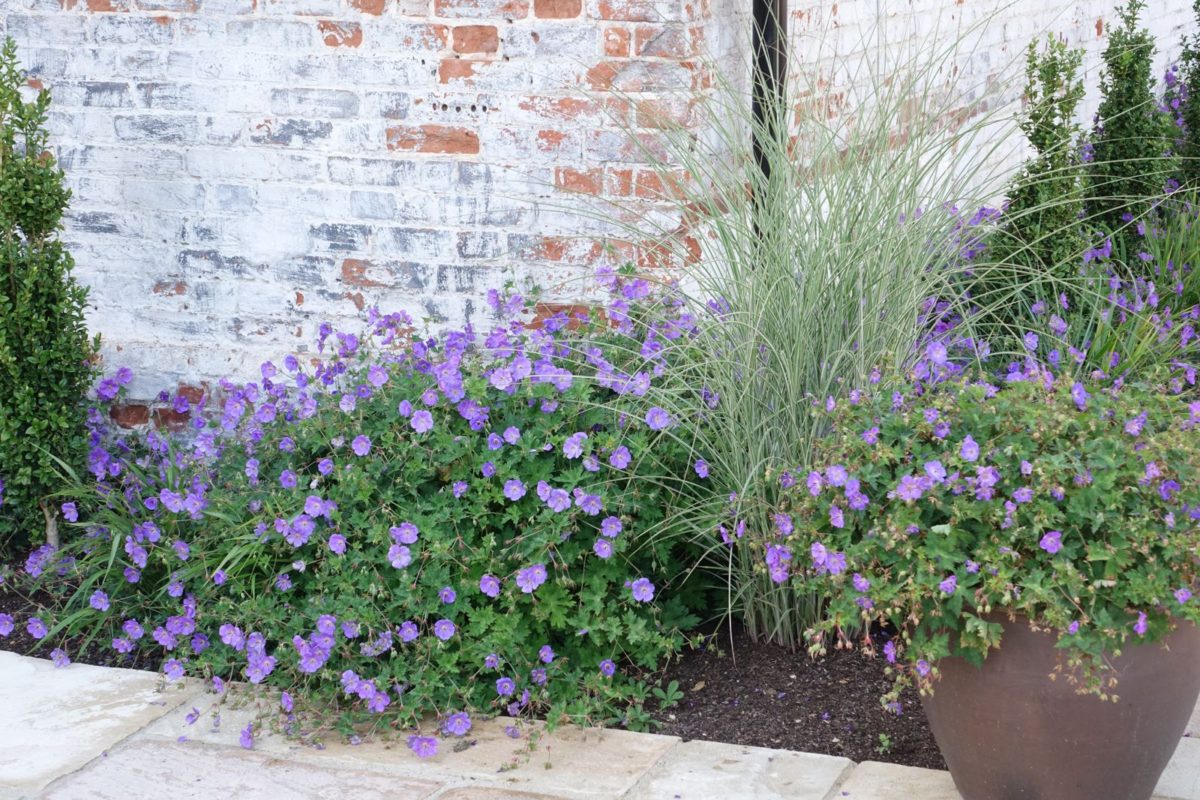 Pflanzen Sie diese Blume, die zur „Pflanze des Jahrhunderts” gekürt wurde, im September, um ohne großen Aufwand einen atemberaubenden Garten zu schaffen.