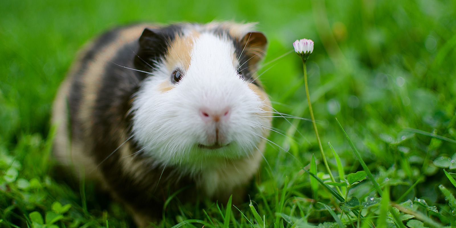 Warum wird das „Meerschweinchen“ als Meerschweinchen bezeichnet, wenn es weder ein Schwein noch ein Meerestier ist?