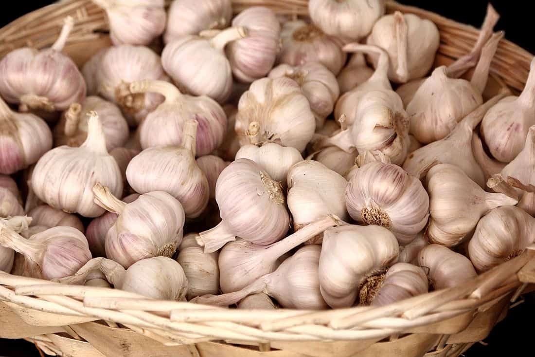 Vorbereitung des Knoblauchs vor dem Pflanzen. Probieren Sie die alte Methode aus, die Knollen werden wie Bälle
