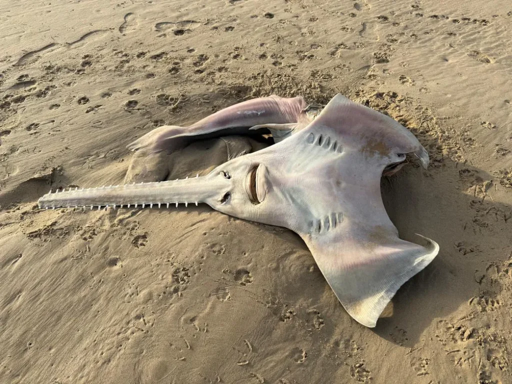 Entdeckung in Südafrika. Fisch, der als lokal ausgestorben galt, an der Küste gefunden