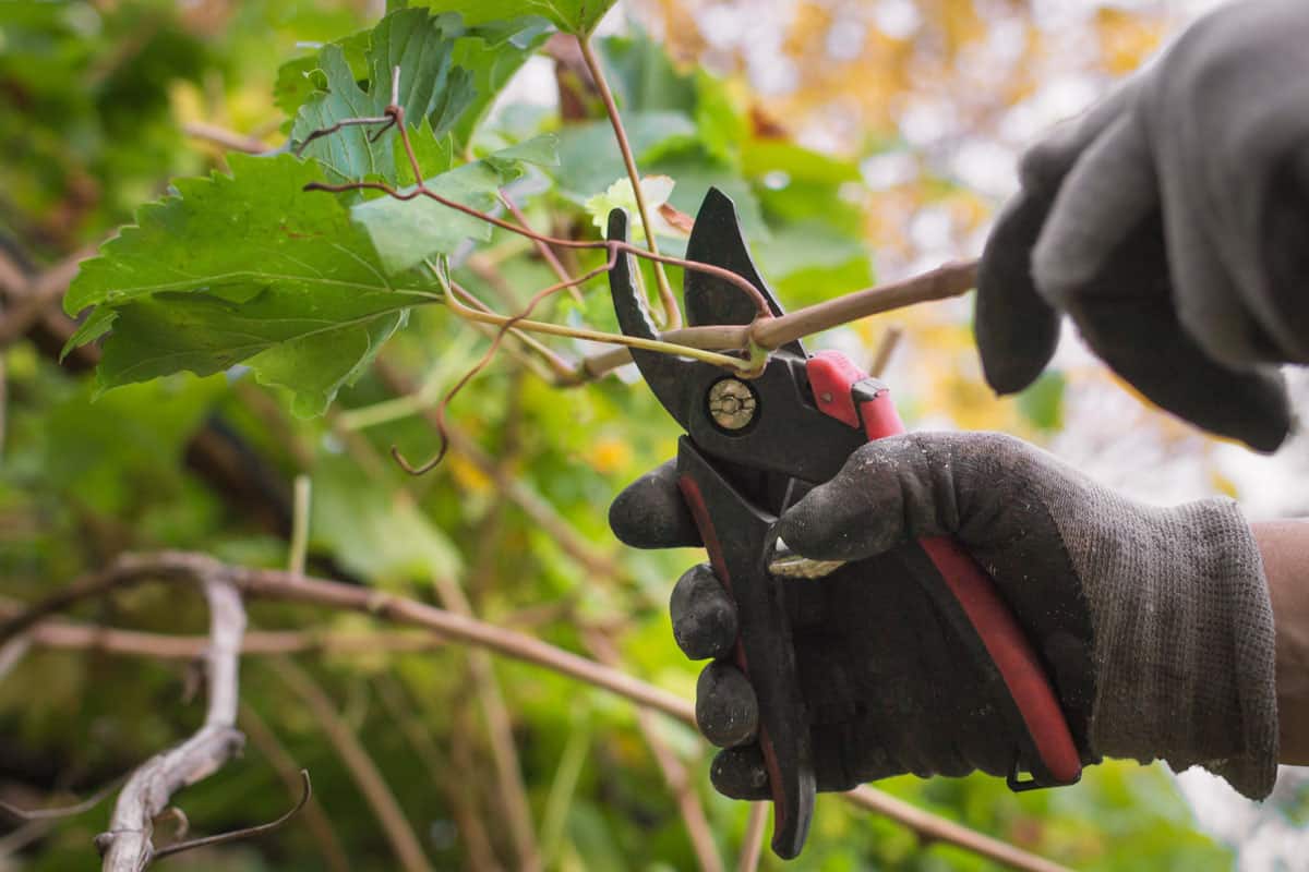 Gartenarbeit im September: Jetzt ist der richtige Zeitpunkt, um drei Obstbäume zu beschneiden