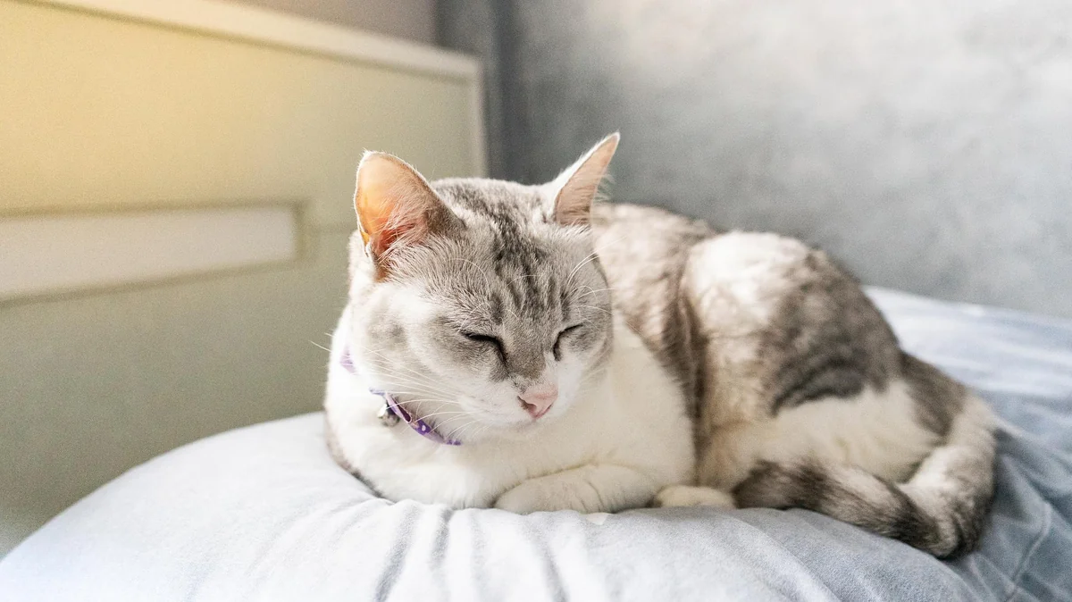 Das Verhalten einer Katze im Bett sagt mehr über ihre Gefühle aus als Worte