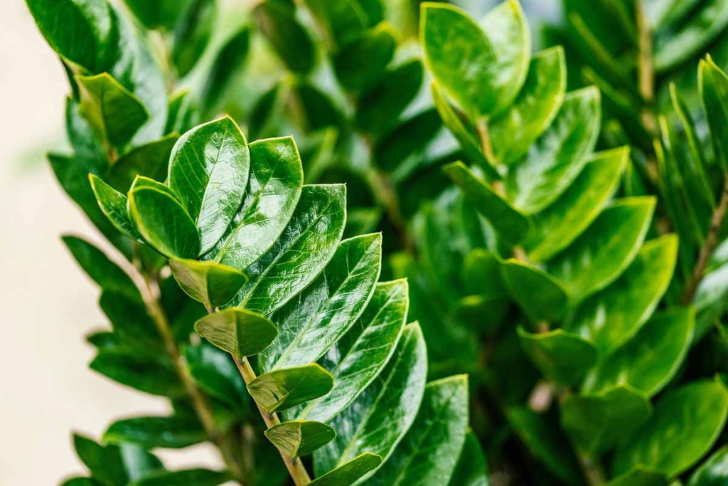 Machen Sie das noch diesen Monat mit Ihrer Zamioculcas! Neue Blätter werden wie Pilze aus dem Boden schießen. Pflege der Zamioculcas im Herbst