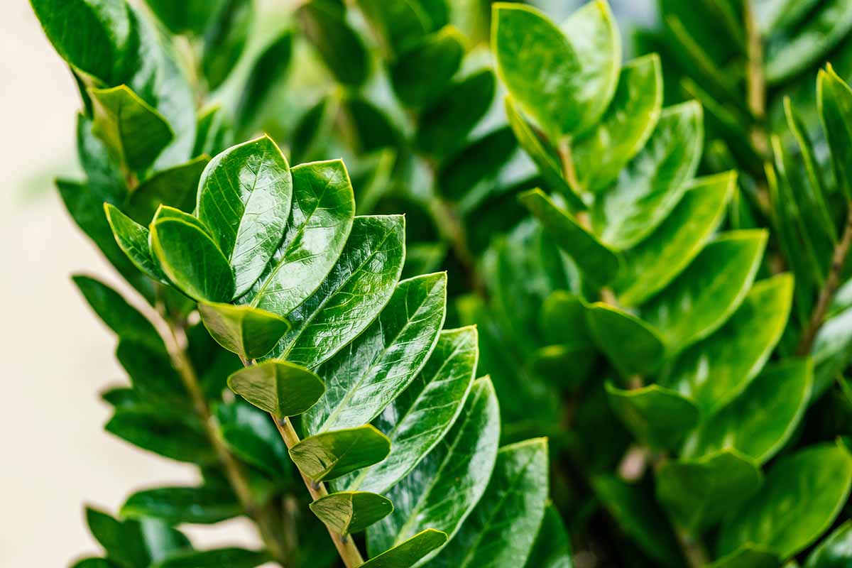 Ein cleveres Patent in Deutschland für Zamioculcas. Setzen Sie ihn in einen Topf und er wächst wie verrückt