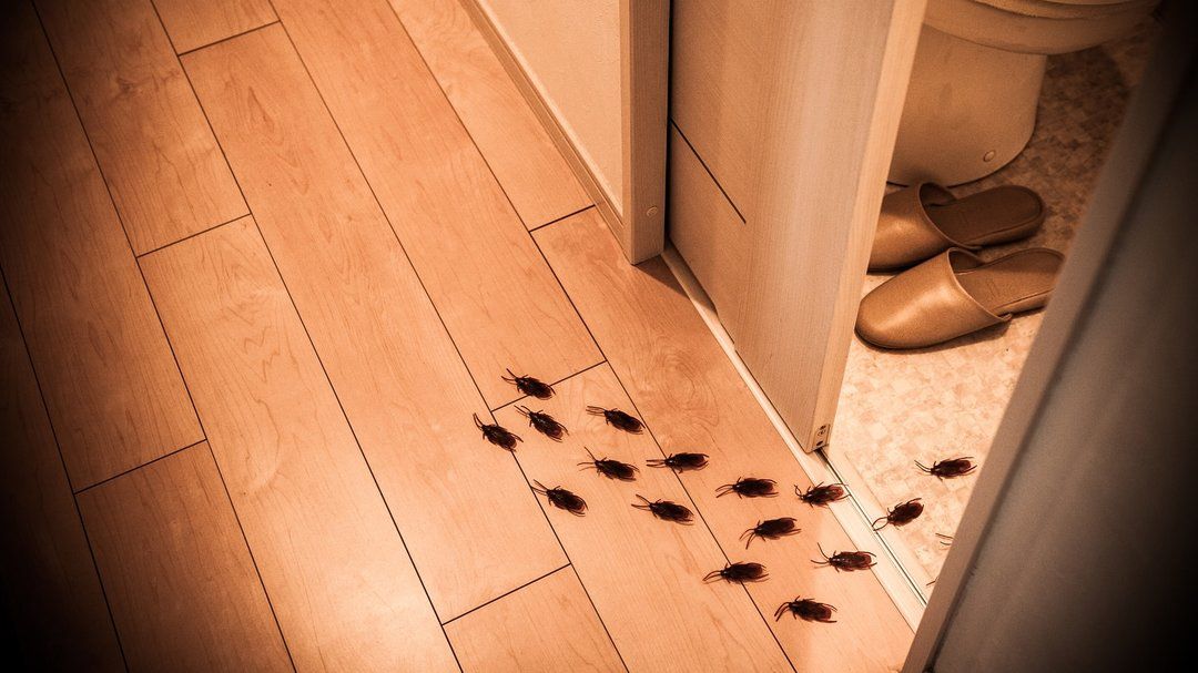 Spüren Sie diesen Geruch in Ihrer Wohnung? Das ist ein Zeichen dafür, dass Sie ungebetene Gäste haben