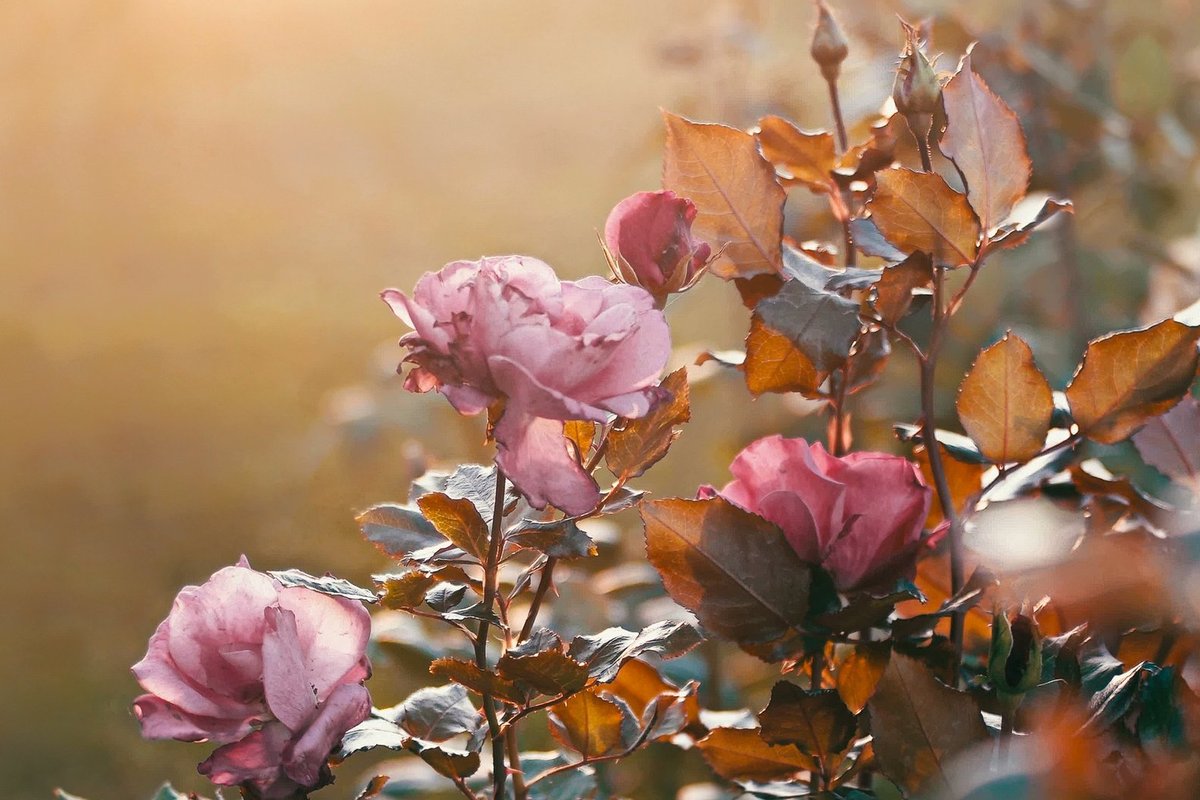 Nur im Herbst möglich: Diese geniale Gartenarbeit lässt Rosen wieder schön blühen.