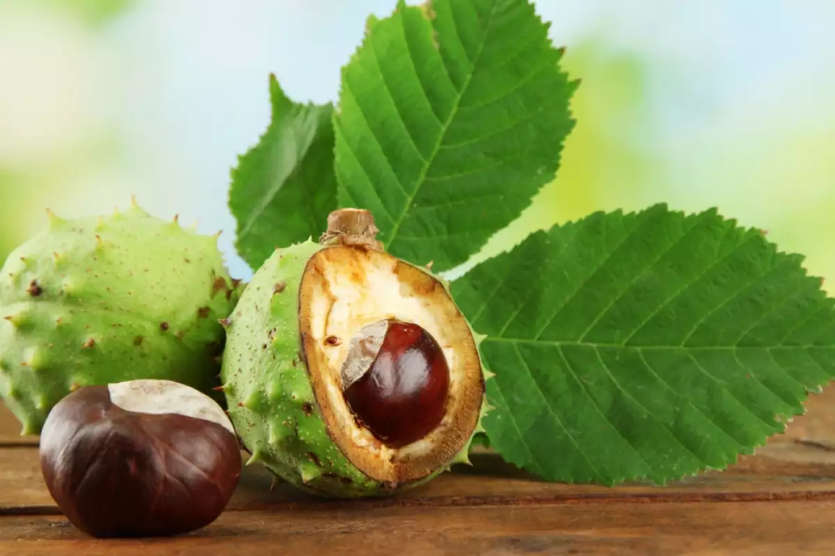 Das gibt's nur im Herbst: eine einfache Methode, um Spinnen zu vertreiben.