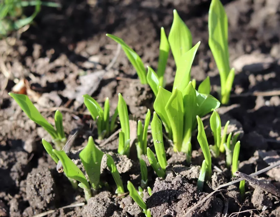 Zögern Sie nicht und pflanzen Sie es in Ihrem Garten. Im Frühjahr haben Sie dann ein aromatisches Gewürz kostenlos.