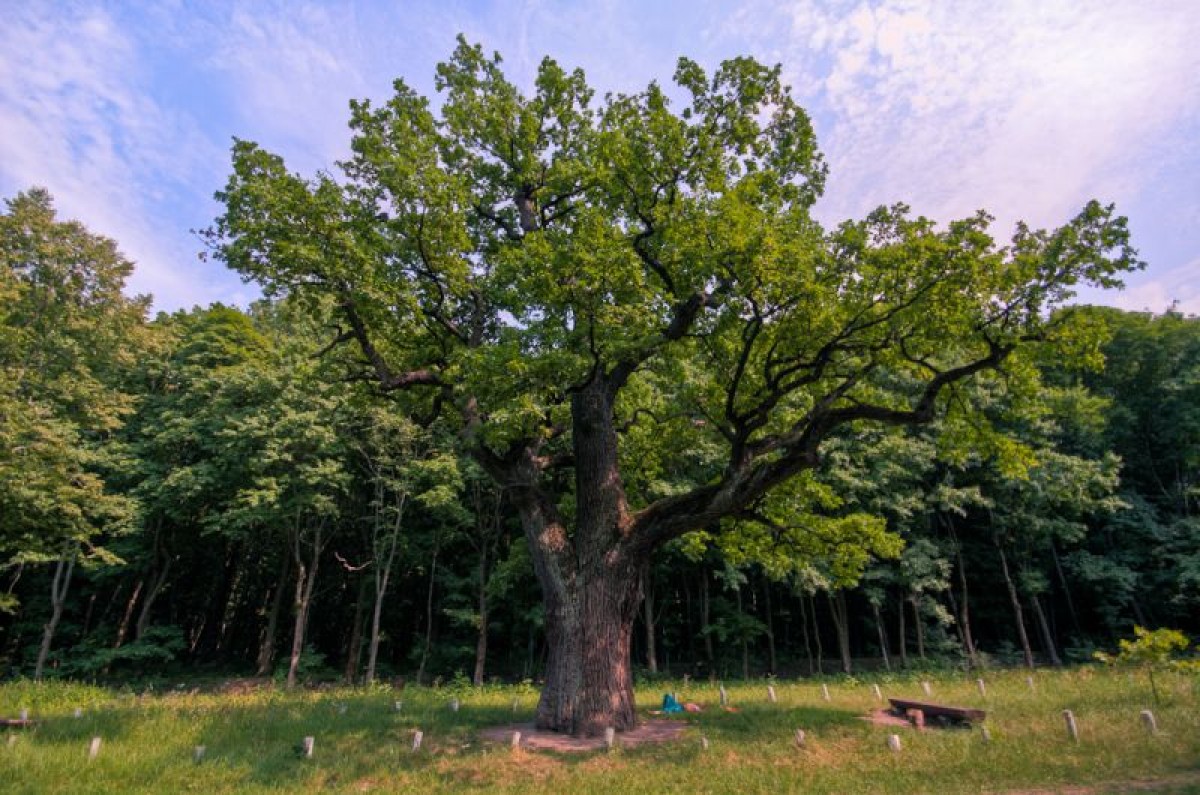 Der Zauberbaum der Slawen. Tragen Sie seine Früchte bei sich, sie wirken wie ein Talisman.