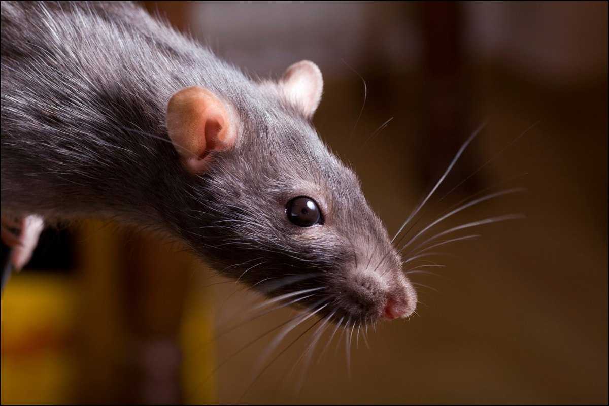 Blätter, die „Ratten“ nicht mögen. Tipps zur Abwehr von Ratten mit natürlichen Duftstoffen, ohne Tiere zu töten.