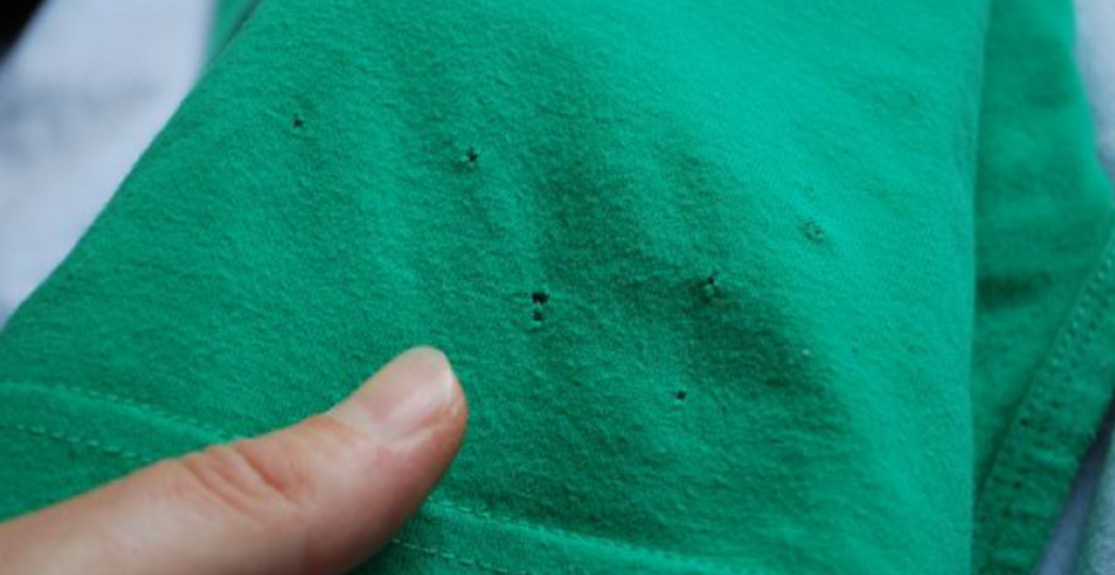 Haben Sie Löcher in Ihrer Baumwollkleidung entdeckt? Oder in Verpackungen in Ihrem Vorratsraum? Möglicherweise ist dieses kleine Tier dafür verantwortlich