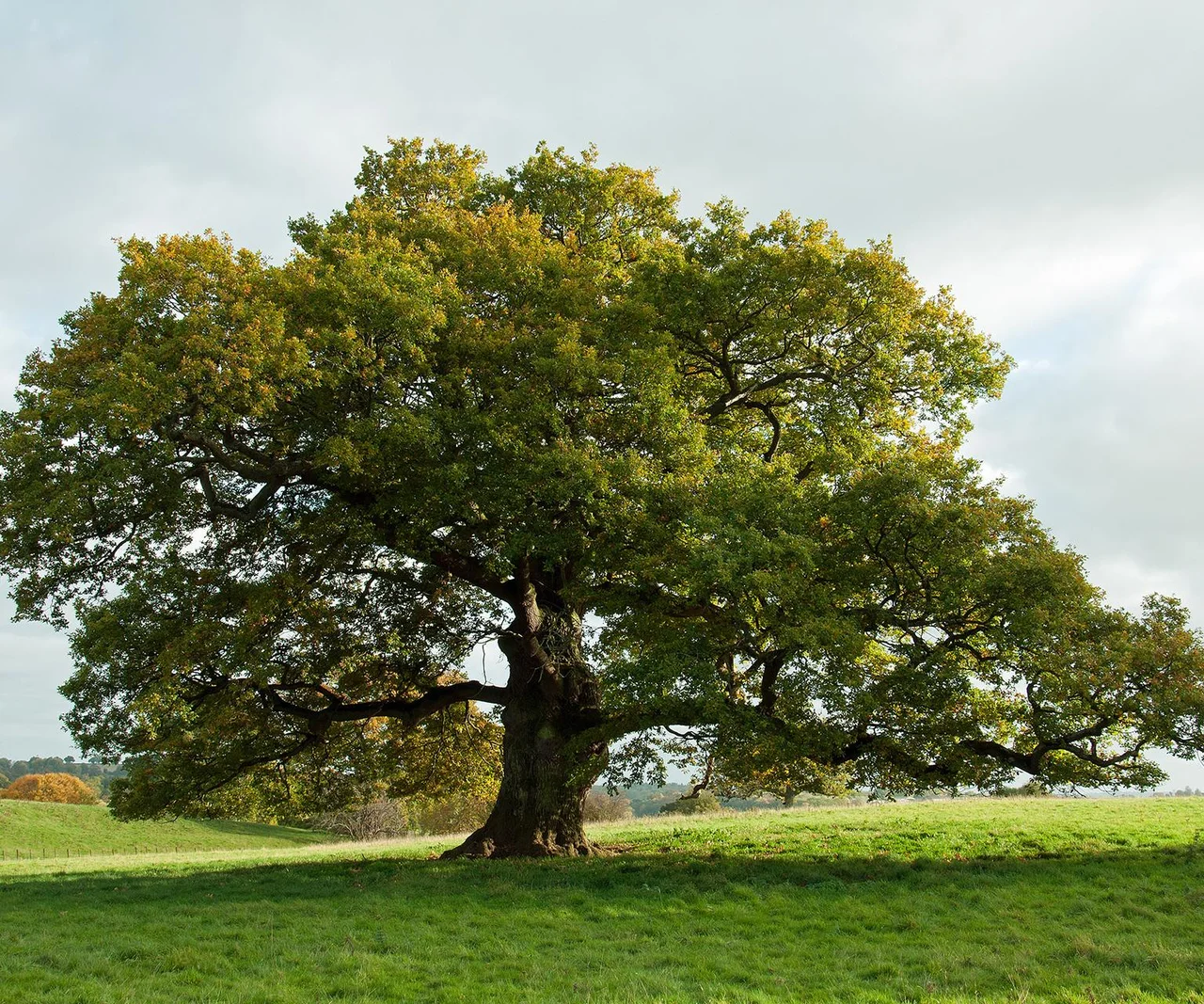 Der Zauberbaum der Slawen. Tragen Sie seine Früchte bei sich, sie wirken wie ein Talisman.