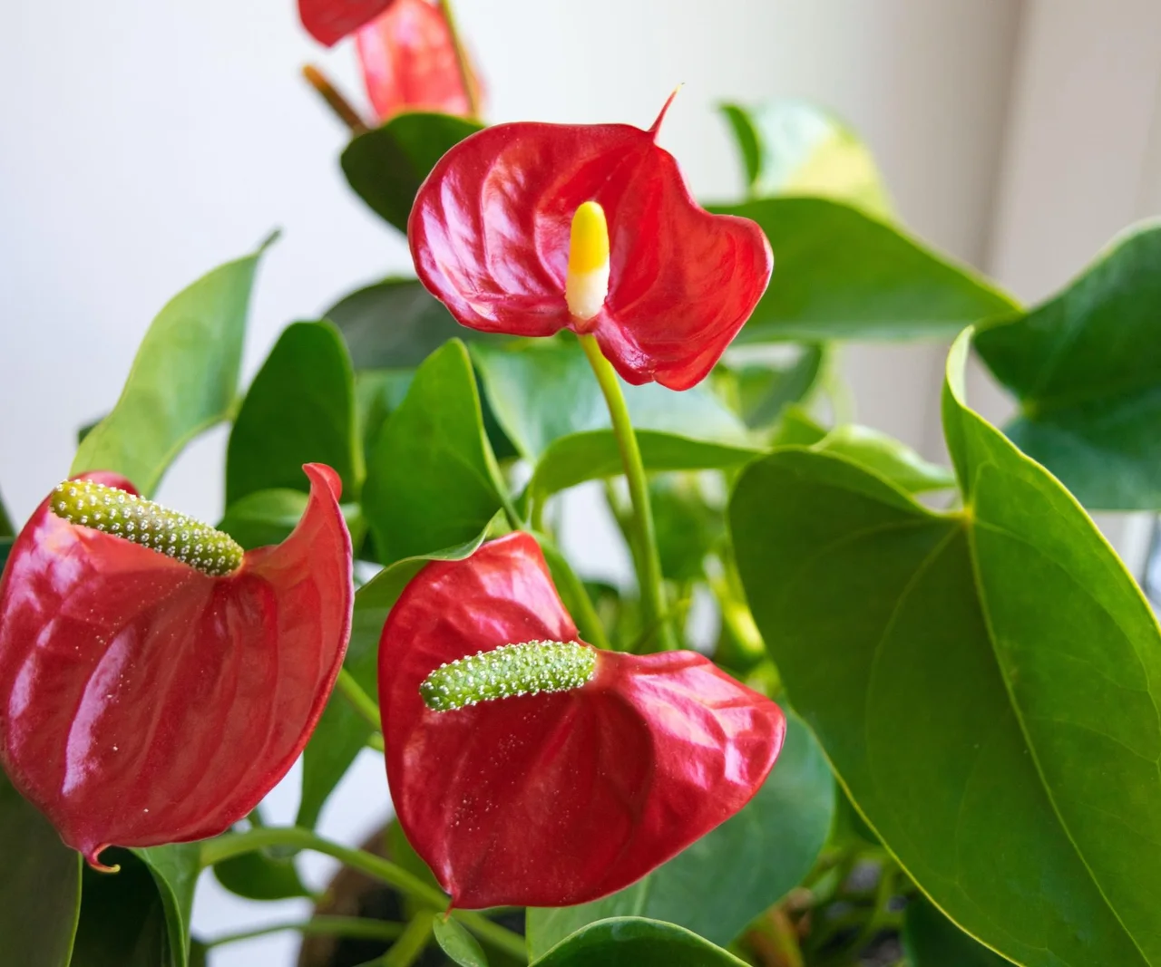 Ohne das blüht die Anthurie nicht. Bereiten Sie es heute vor, gießen Sie die Pflanze in zwei Tagen, und sie wird mit schönen Blüten blühen. Dünger für Anthurien, der die Blüte anregt