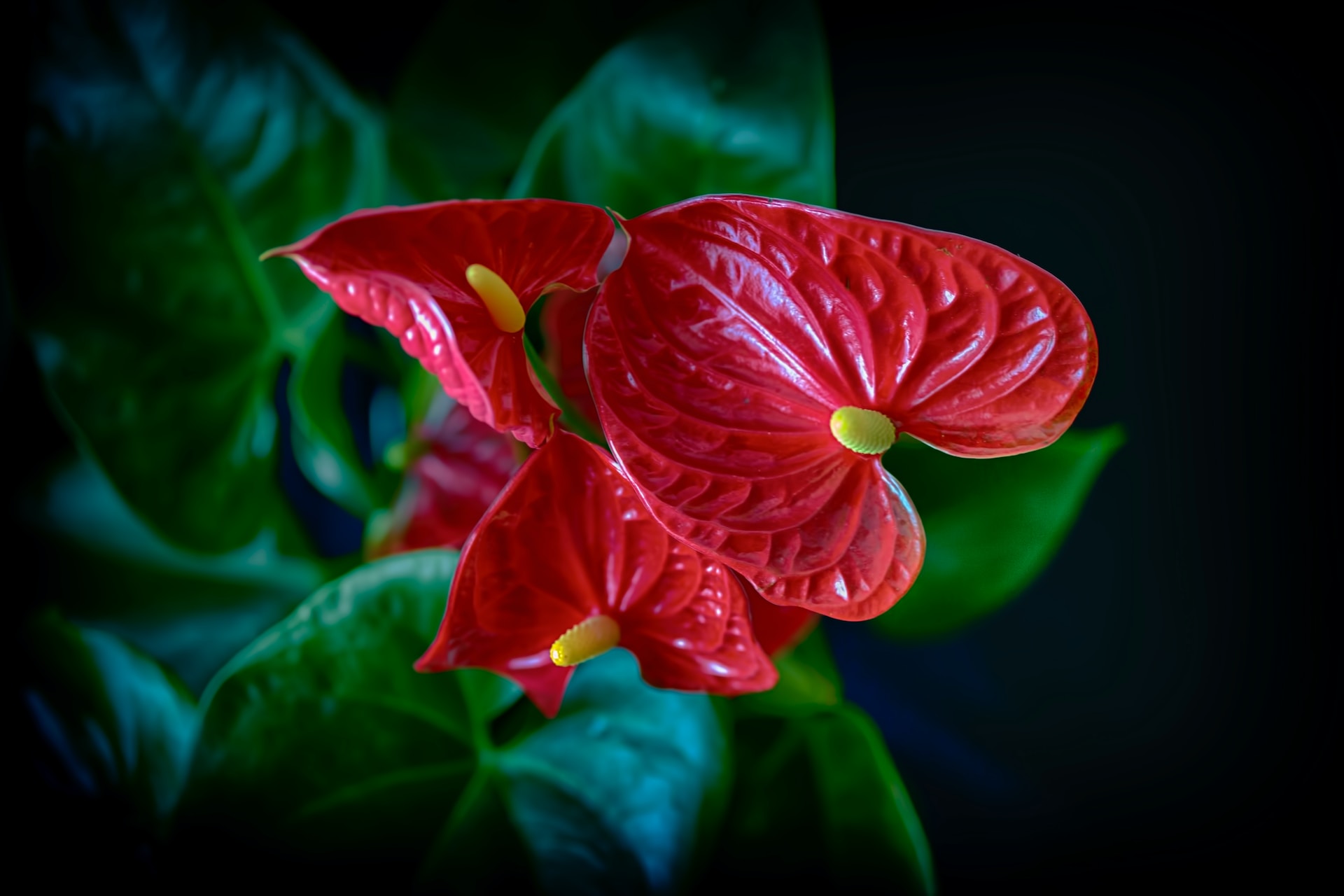 Stellen Sie diesen Dünger aus Küchenabfällen her, und Ihr Anthurium wird im Handumdrehen blühen