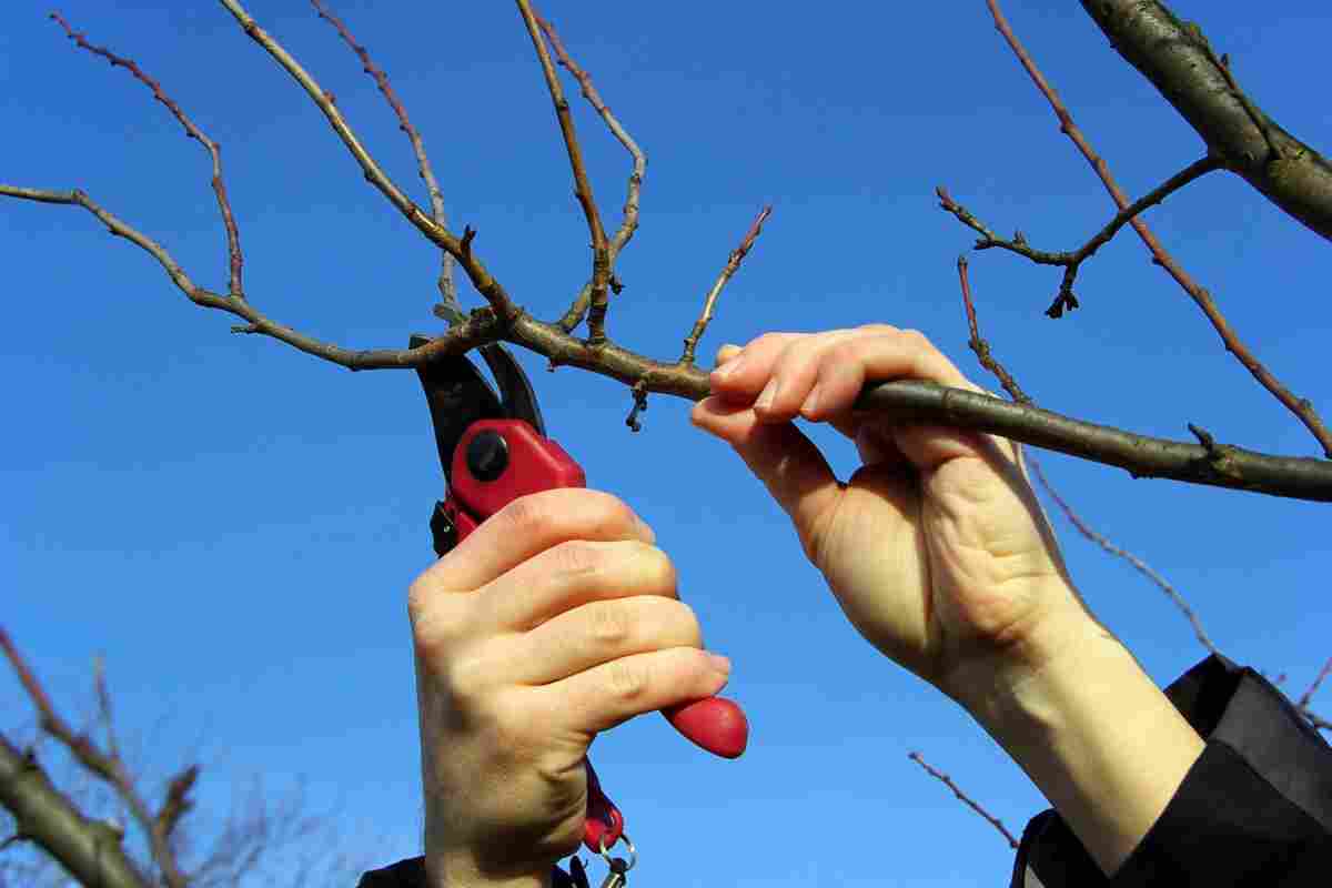 Gartenarbeit im September: Jetzt ist der richtige Zeitpunkt, um drei Obstbäume zu beschneiden