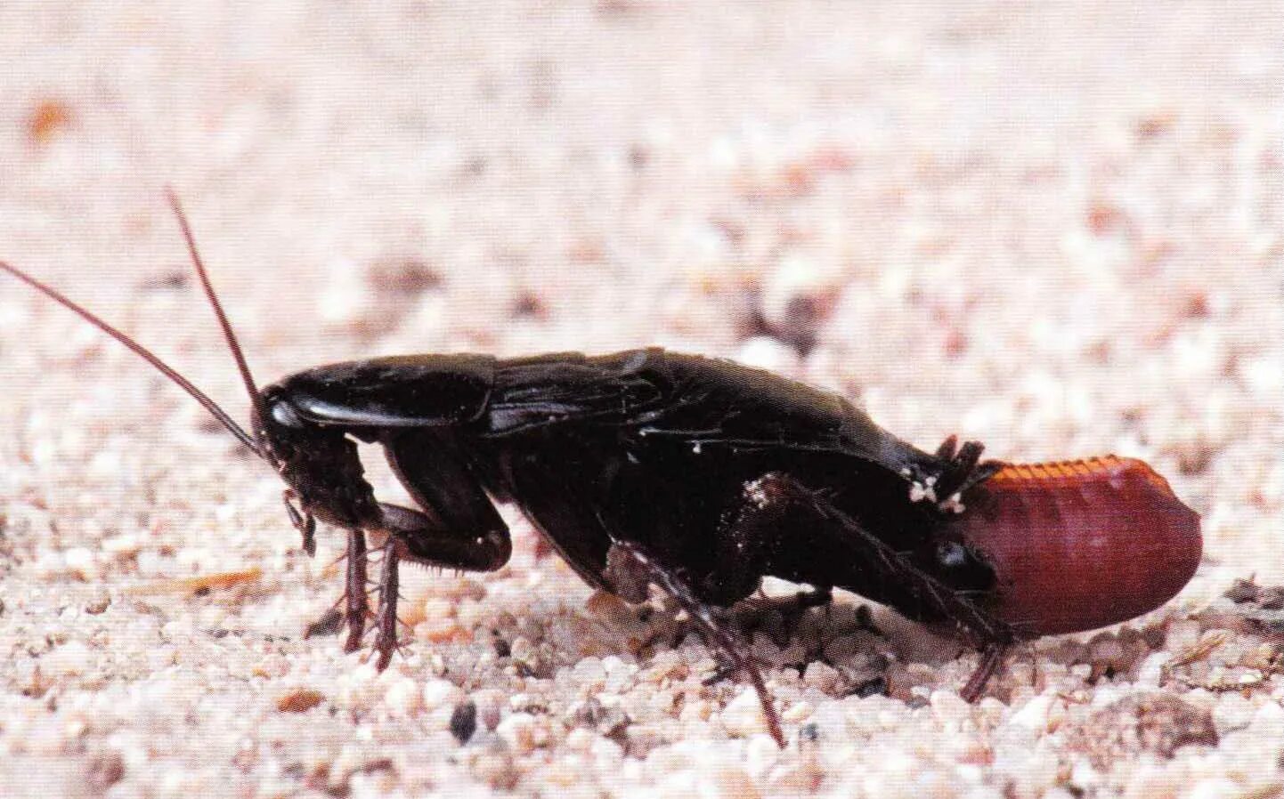 Riechen Sie diesen Geruch? Diese Insekten haben sich im Haus eingenistet