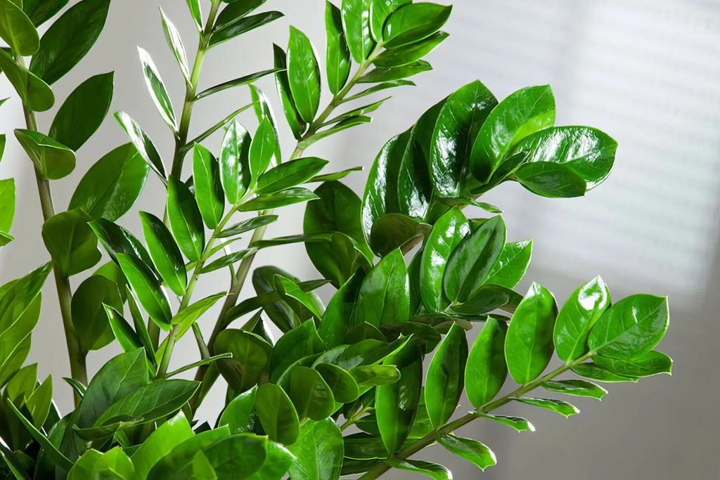 Zamioculcas – eine Pflanze, die immer zurechtkommt. Ich kenne einen einfachen Trick mit Kernen