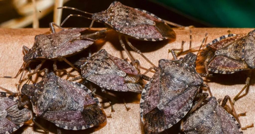 Im Herbst dringt er in unsere Häuser ein. Er verbreitet einen unangenehmen Geruch. So vertreiben Sie ihn