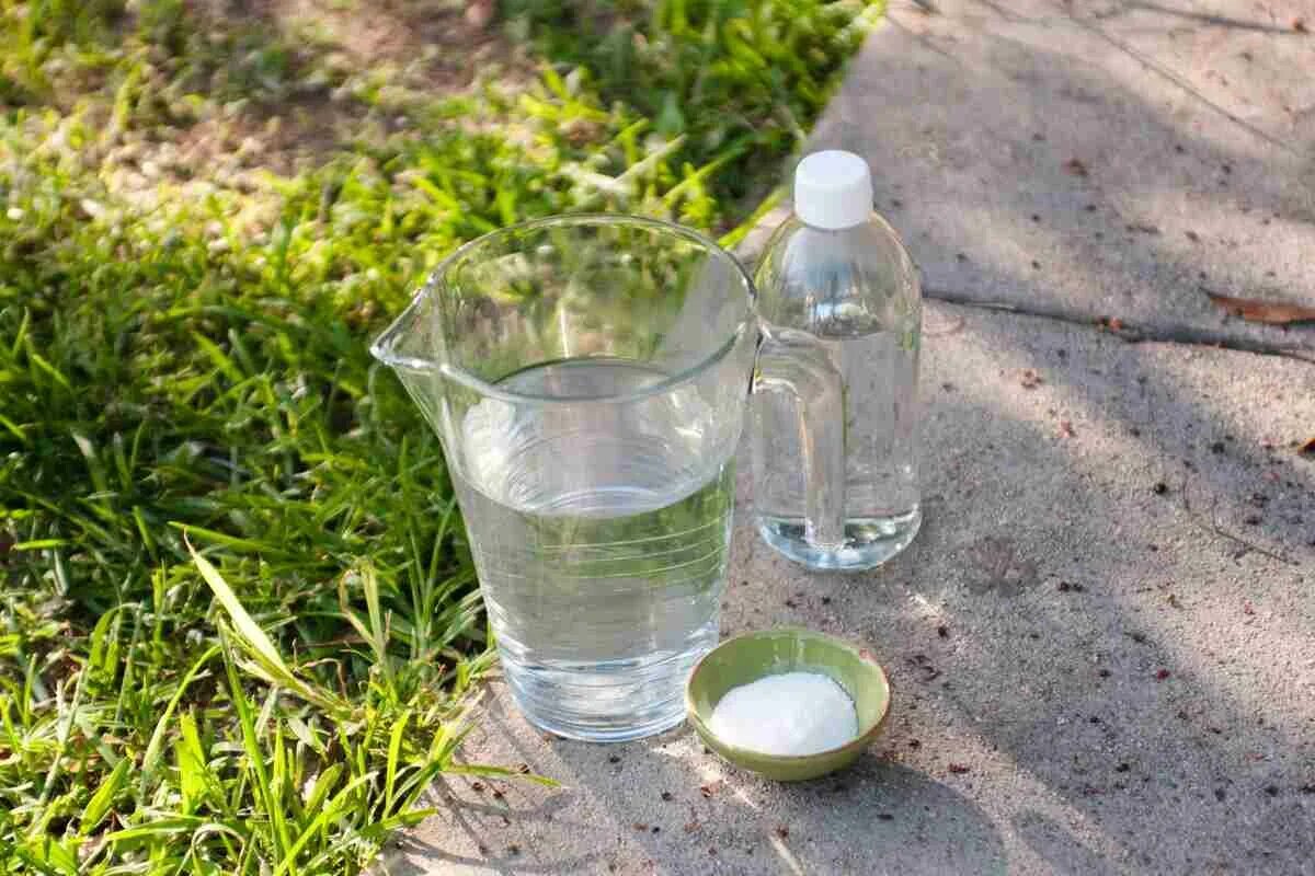 Das ist keine Modeerscheinung: Warum werden Pflanzenblätter mit weißem Essig besprüht?