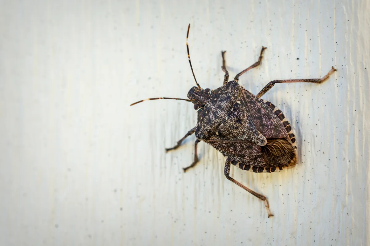 Im Herbst dringt er in unsere Häuser ein. Er verbreitet einen unangenehmen Geruch. So vertreiben Sie ihn