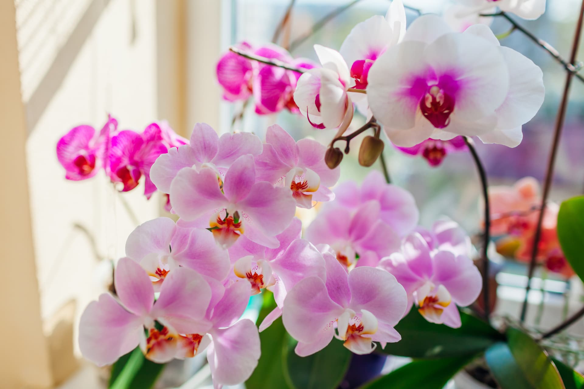 Ein Inhaltsstoff aus der Kosmetiktasche, und Orchideen blühen wie nie zuvor