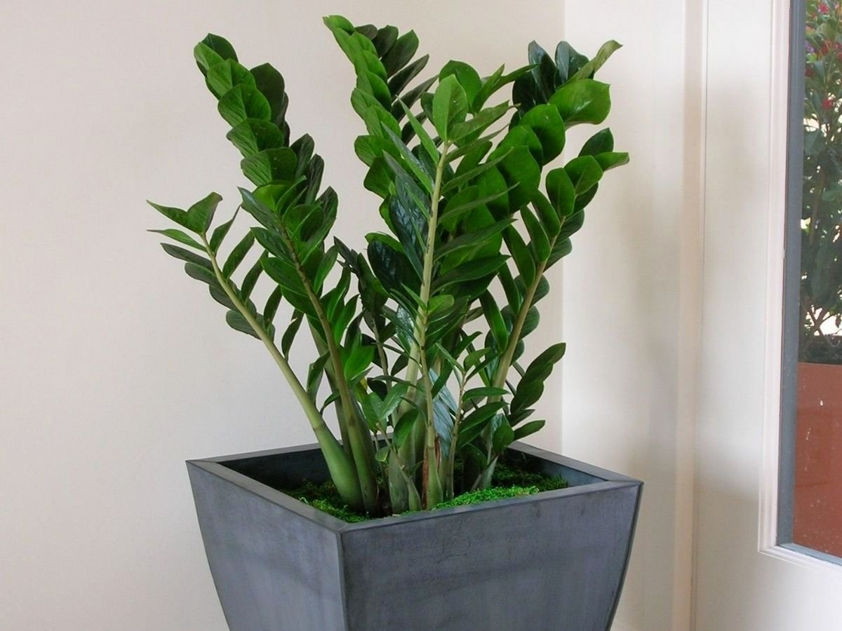 Mein Zamioculcas sieht immer toll aus. Ich verwende nur eine Zutat