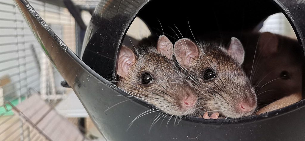 Vier Gerüche, die Nagetiere in der kalten Jahreszeit aus Ihrem Haus vertreiben